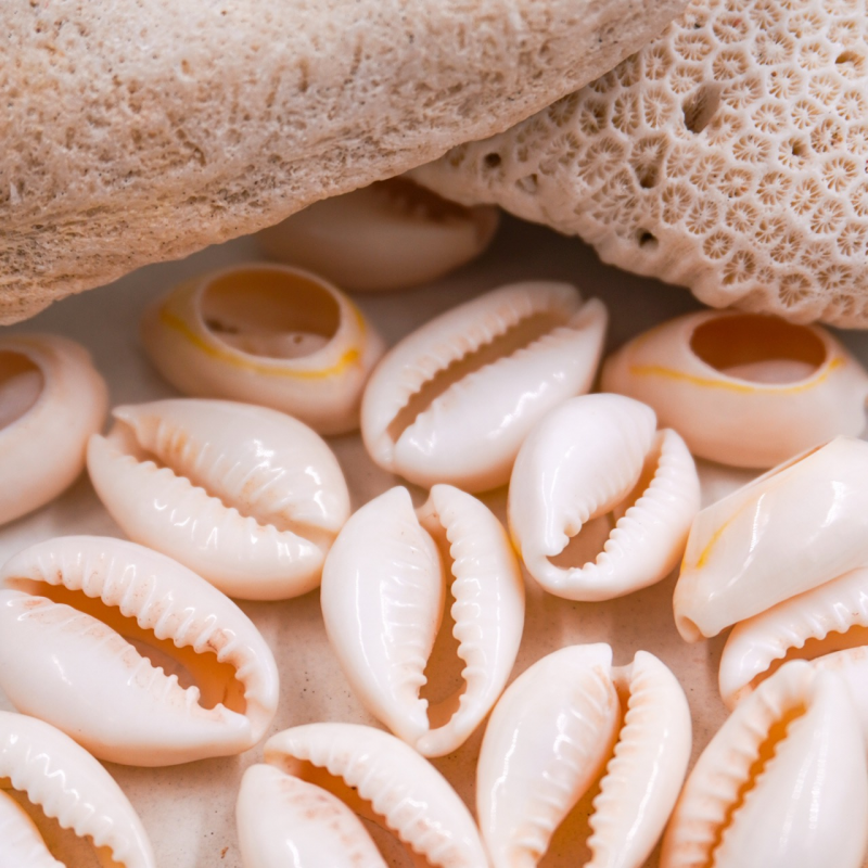 CONCHA DE MAR X 20 GRAMOS